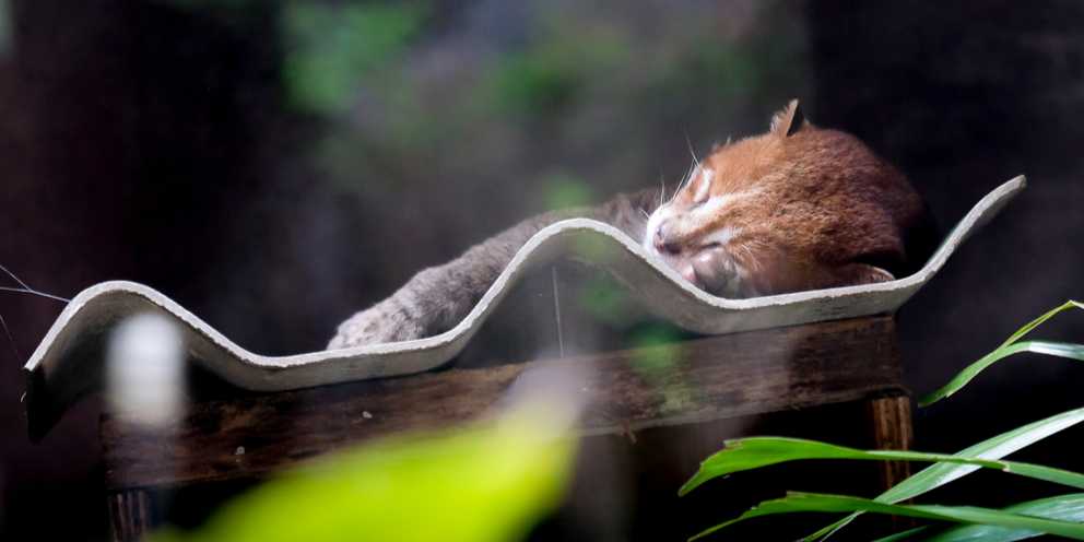 Schlafende Flachkopfkatze