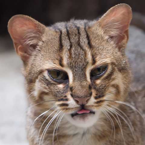 Rostkatze (Prionailurus rubiginosus) Portrait