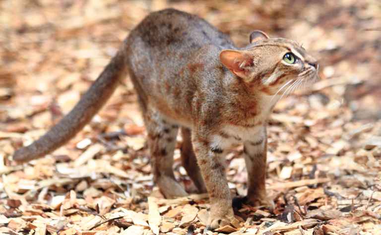 Rostkatze auf Sri Lanka
