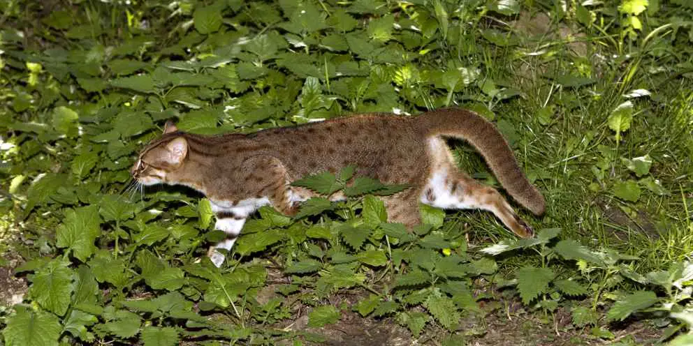Rostkatze schleicht durchs Unterholz