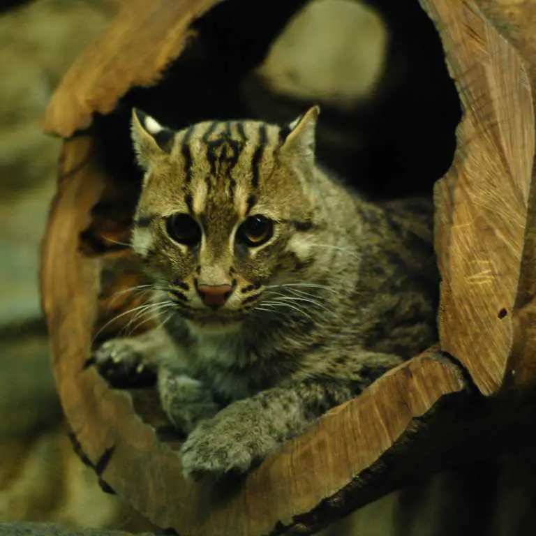 Fischkatze im hohlen Baumstamm