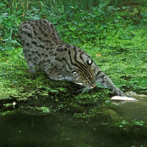 Fischkatze mit Fisch