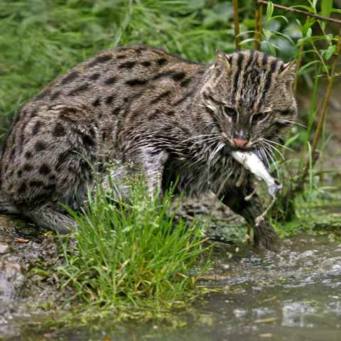 Fischkatze mit Fisch
