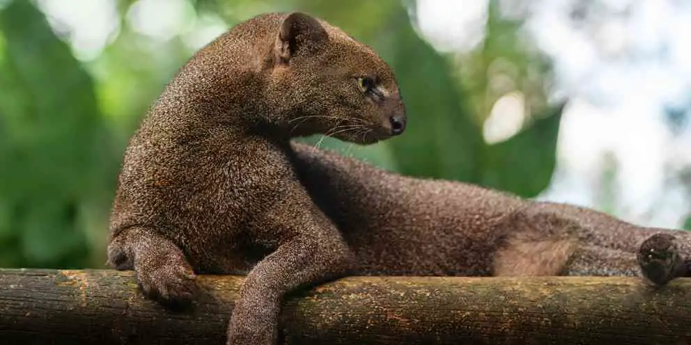 Die Kopfform des Jaguarundi ist außergewöhnlich