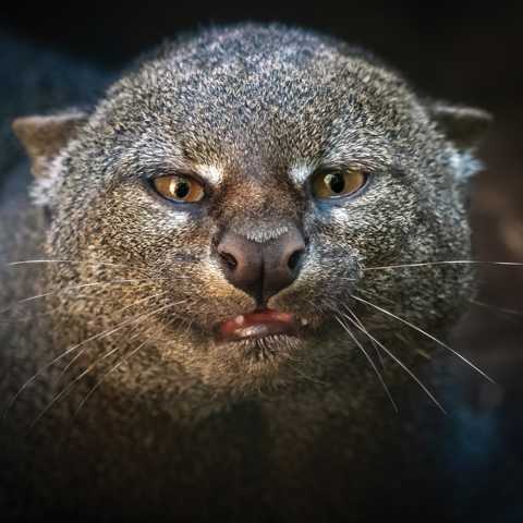 Jaguarundi (Puma yaguaroundi) Portrait