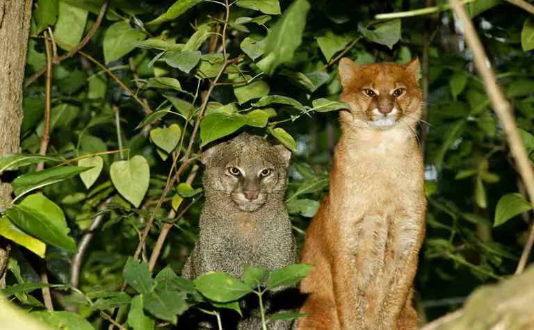 Zwei Farbvarianten des Jaguarundi