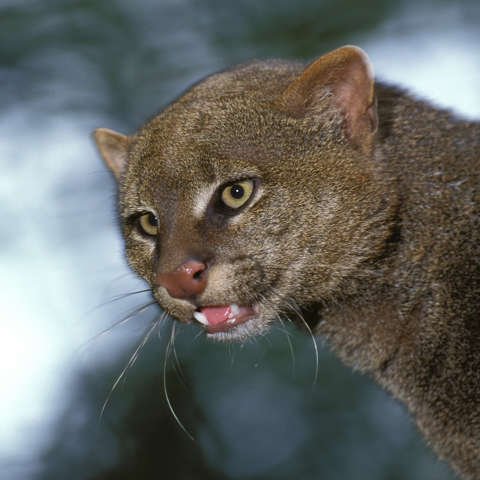 Verhaltensstudie Jaguarundi 1