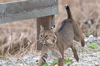 Rotluchs (Lynx rufus) in Bewegung