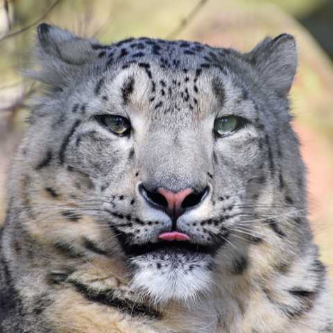 Portrait vom Schneeleopard (Uncia uncia oder Panthera uncia)