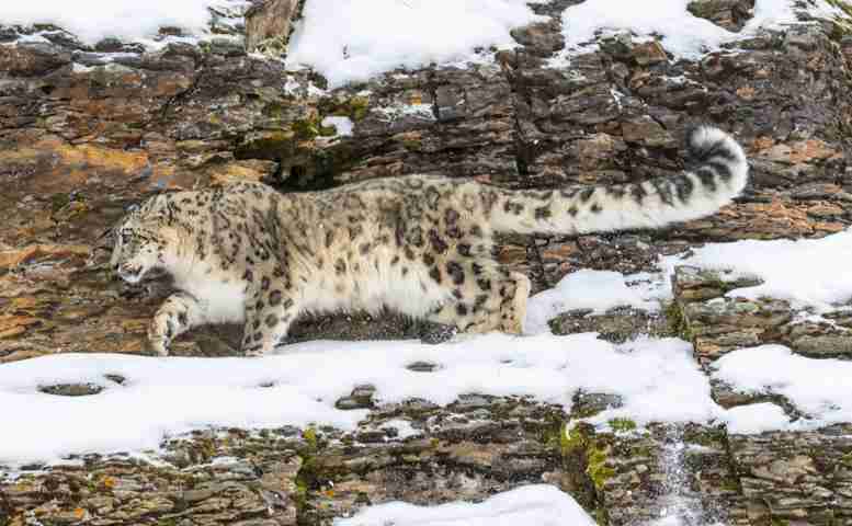 Schneeleopard im Gelände unterwegs