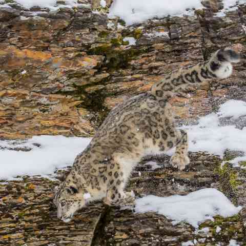 Schneeleopard unterwegs