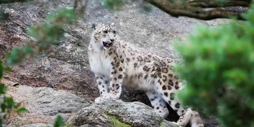 Schneeleopard - Eine stolze Großkatze