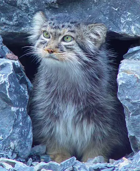 Manul