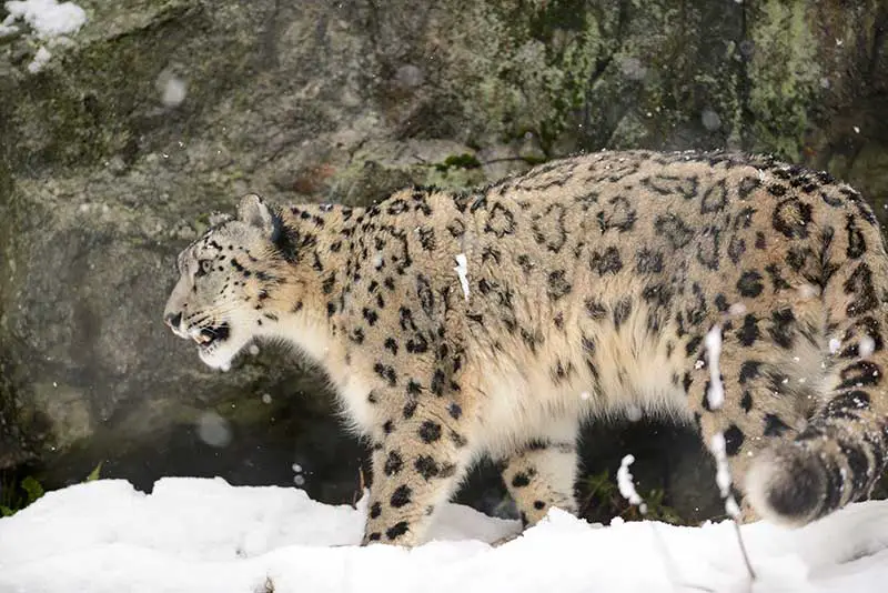 Schneeleopard © Erik Kilby / Flickr