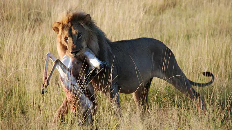 Löwe mit gerissener Antilope