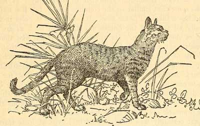Jagende ägyptische Katze (Felis maniclata)