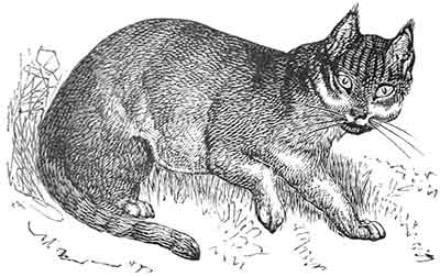 Zeichnung der ägyptischen Katze, Felis maniculata