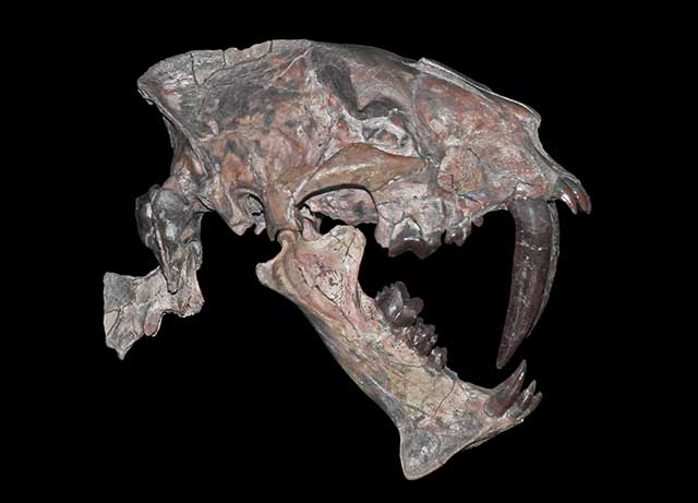 Hoplophoneus primaevus