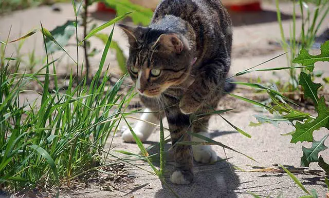 Katze auf der Pirsch