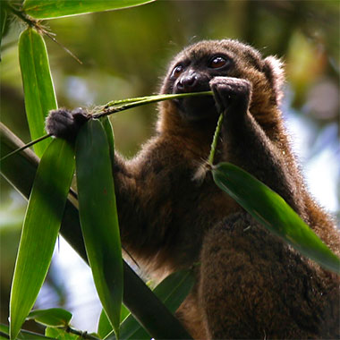 Goldener Halbmaki (Hapalemur aureus) - biologie-seite.de