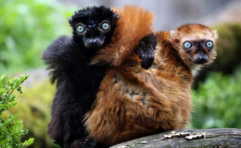 Lemuren- und Loriverwandte (Feuchtnasenprimaten) - biologie-seite.de