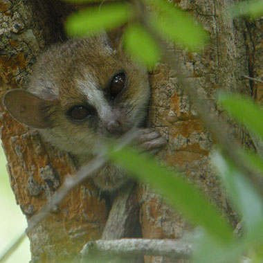 Grauer Mausmaki (Microcebus murinus) - biologie-seite.de