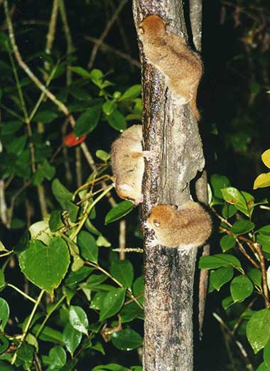Mausmakis (Microcebus) - biologie-seite.de