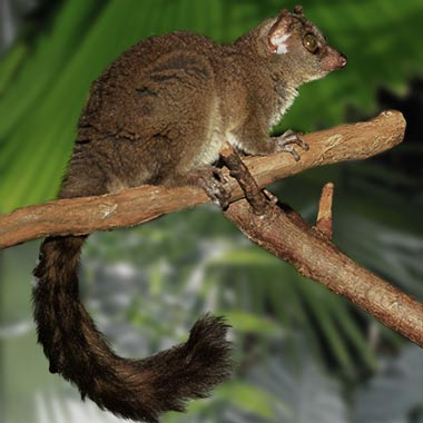 Südlicher Riesenmausmaki (Mirza coquereli) - biologie-seite.de