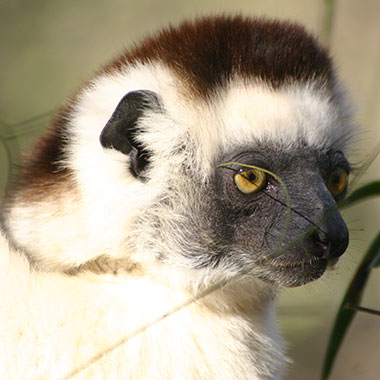 Larvensifaka (Propithecus verreauxi) - biologie-seite.de