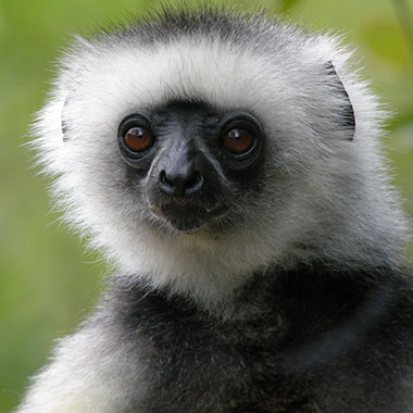 Diademsifaka (Propithecus diadema) - biologie-seite.de