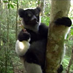 Indri, Madagaskar