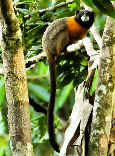 Goldmanteltamarin (Saguinus tripartitus) im Yasuni National Park, Ecuador