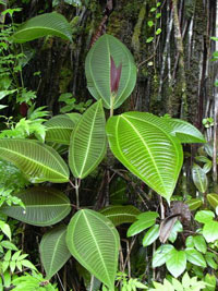 Pflanze aus der Gattung Miconia