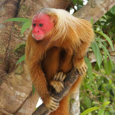 Schweif- oder Sakiaffen (Pitheciidae) - biologie-seite.de