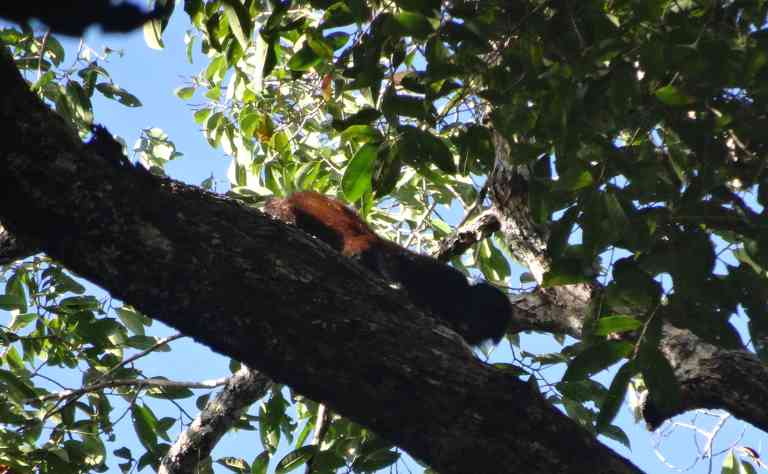 Schwarzkopfuakari (Cacajao melanocephalus)