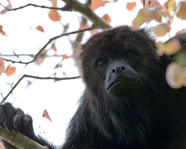 Guatemala-Brüllaffe (Alouatta pigra) - biologie-seite.de