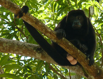 Männlicher Schwarzer Brüllaffe (Alouatta caraya)