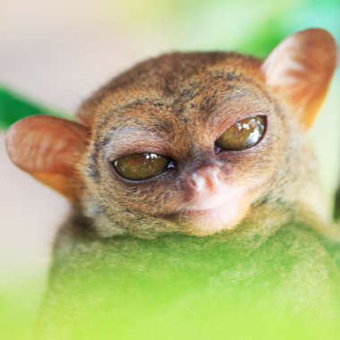 Philippinen-Koboldmaki (Tarsius syrichta) - biologie-seite.de