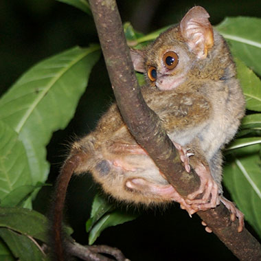 Sulawesi-Koboldmaki (Tarsius tarsier) - biologie-seite.de