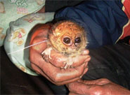 Diana-Koboldmaki (Tarsius dentatus) - biologie-seite.de