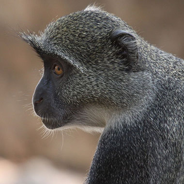 Weißkehlmeerkatze (Cercopithecus albogularis) - biologie-seite.de