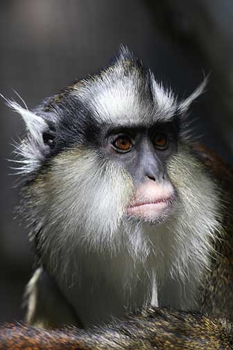 Kronenmeerkatze (Cercopithecus pogonias) - biologie-seite.de