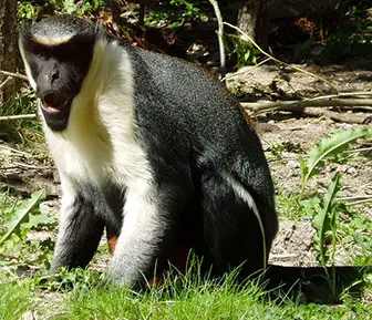 Dianameerkatze im London Zoo