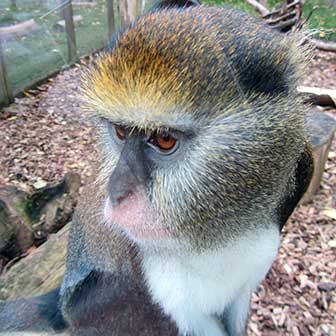 Campbell-Meerkatze (Cercopithecus campbelli) - biologie-seite.de
