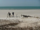 Campbell-Meerkatzen (Cercopithecus campbelli), Caravela