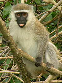 Grüne Meerkatzen (Chlorocebus) - biologie-seite.de