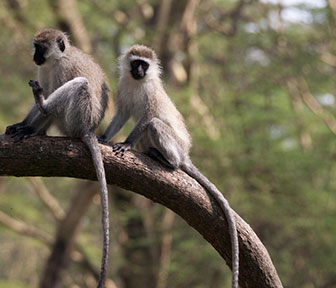 Westliche Grünmeerkatze (Chlorocebus sabaeus), Abuko Nature Reserve, Gambia