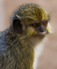 Zwergmeerkatzen (Miopithecus) - biologie-seite.de