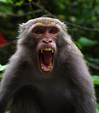 Formosa-Makak (Macaca cyclopis) - biologie-seite.de