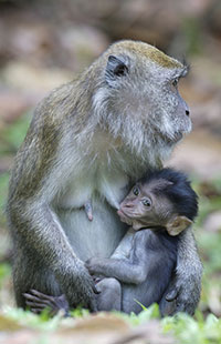 Javaneraffe (Macaca fascicularis) - biologie-seite.de